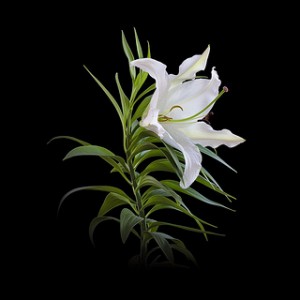 母の日の花にゆりをプレゼント 人気のゆり8選と色別の花言葉を紹介 トレンドインフォメーション