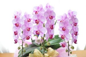 敬老の日にぴったりの花言葉 長生きや感謝の花言葉は トレンドインフォメーション 敬老の日にぴったりの花言葉 長生きや感謝の花言葉は トレンドインフォメーション