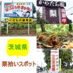 茨城県の栗拾いが出来るスポット