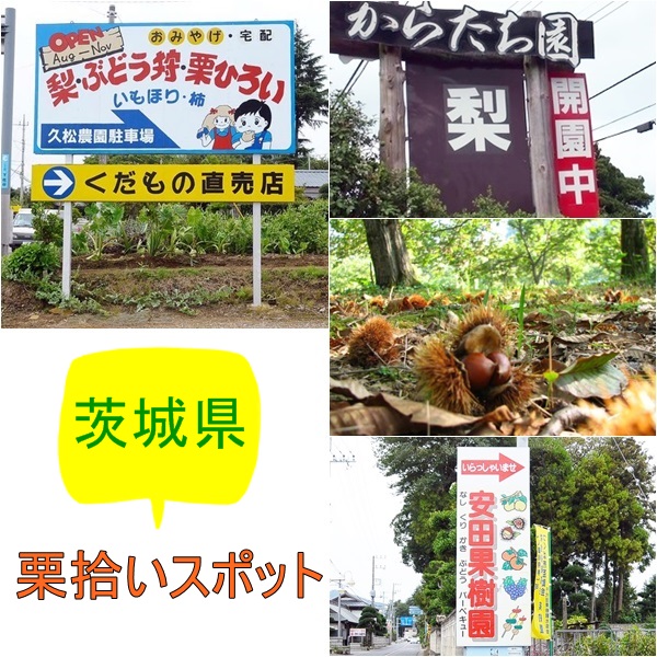 茨城県の栗拾い｜時期・おすすめの農園は？入園料金は？