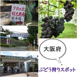 大阪府のぶどう狩りスポット｜おすすめの農園は？時期や営業時間は？