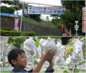 フルーツランド天野山｜大阪府のぶどう狩りが出来る農園