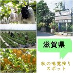滋賀県の秋の味覚狩りが出来る農園特集