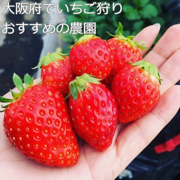 いちご狩り(大阪府)人気の農園8選|予約なし?穴場スポットは?