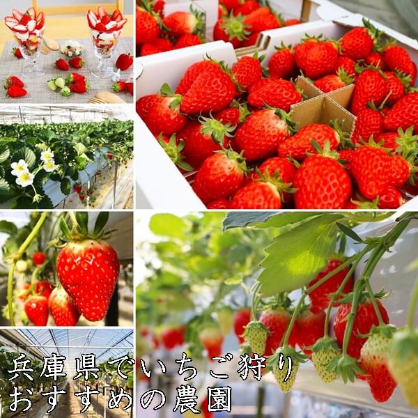 いちご狩り(兵庫県)おすすめ農園9選|食べ放題・予約なし?