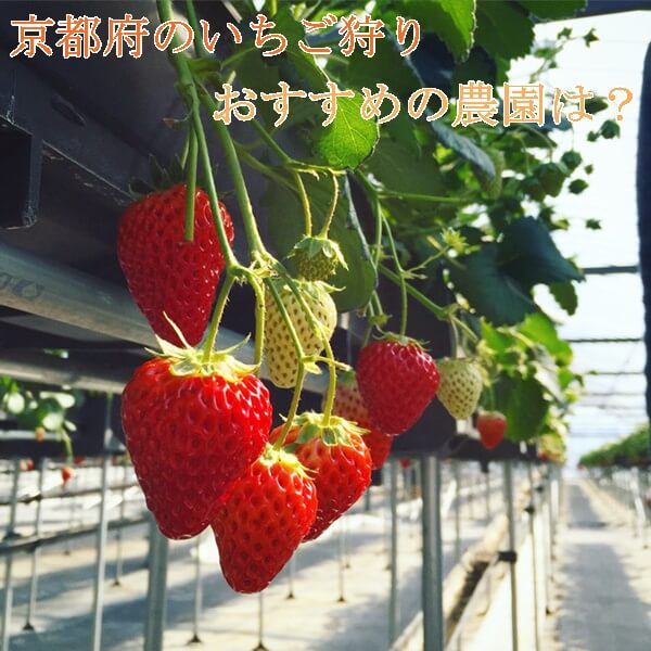いちご狩り(京都府)スポット7選|おすすめの農園!バーベキューも出来る!