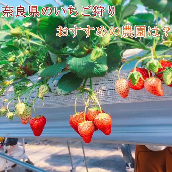 いちご狩り(奈良県)おすすめ農園5選|予約なし?人気のブランド苺が食べれる!