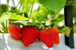 いちご狩り 京都府 スポット7選 おすすめの農園 バーベキューも出来る トレンドインフォメーション いちご狩り 京都府 スポット7選 おすすめの農園 バーベキューも出来る トレンドインフォメーション