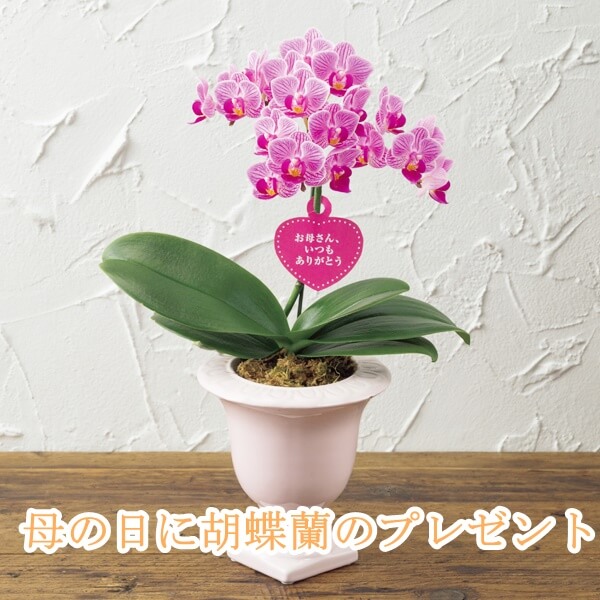 母の日の花に胡蝶蘭をプレゼント8選!人気の胡蝶蘭と花言葉を紹介!