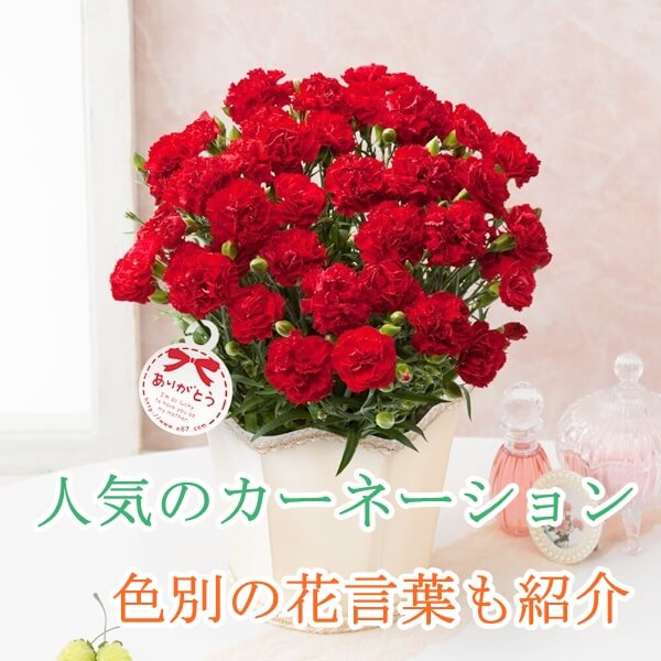 母の日の花にカーネーションのプレゼント8選|人気のカーネーション・色別の花言葉を紹介!