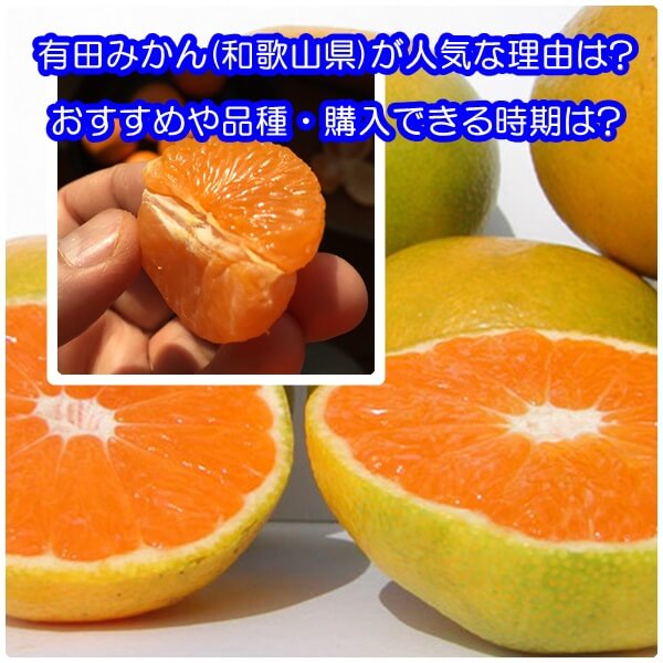 有田みかん(和歌山県)が人気な理由と愛媛みかんとの違いは?おすすめや品種・購入できる時期は?
