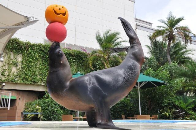 サンシャイン水族館　ハロウィン