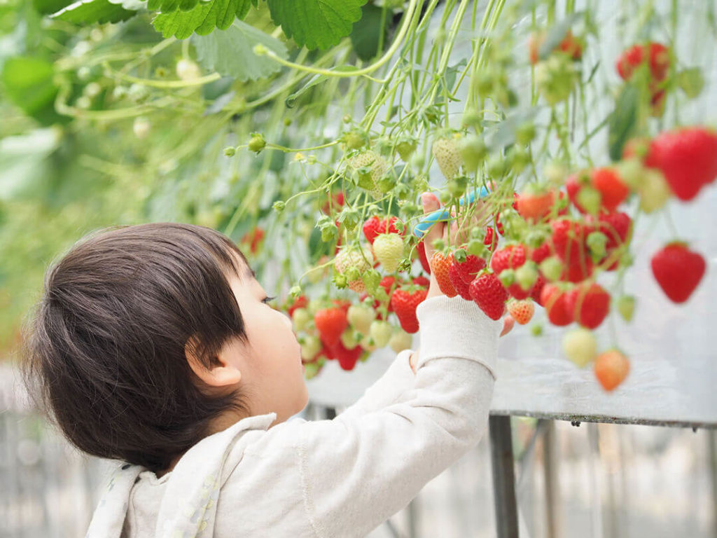 いちご狩り(和歌山)スポット6選｜おすすめの農園！予約は？時間無制限？