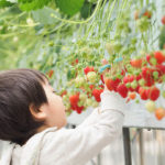 いちご狩り（和歌山）スポット6選｜おすすめの農園！予約は？時間無制限？