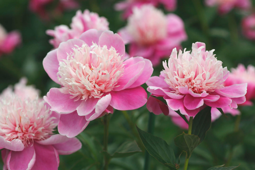 母の日の花には芍薬をプレゼント 人気の芍薬と花言葉 種類を紹介 トレンドインフォメーション