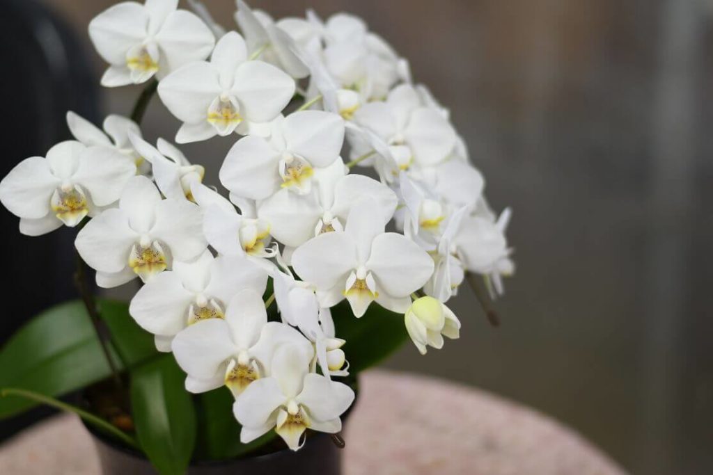 母の日の花に胡蝶蘭をプレゼント8選 人気の胡蝶蘭と花言葉を紹介 トレンドインフォメーション