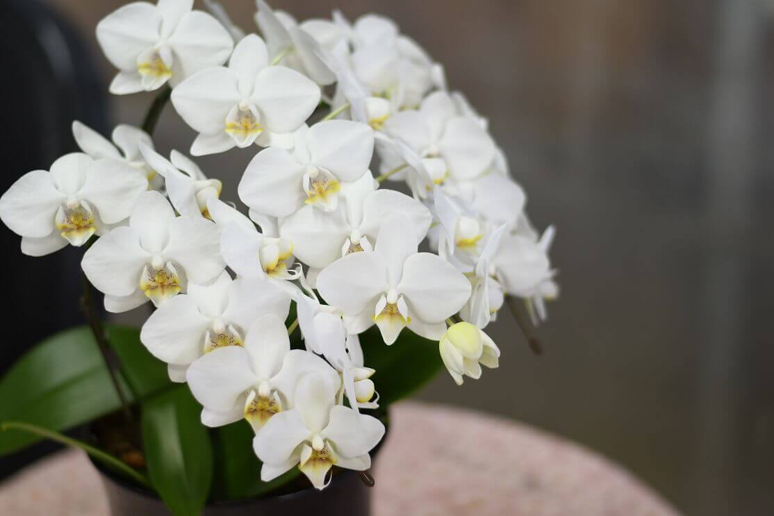 母の日の花に胡蝶蘭をプレゼント8選 人気の胡蝶蘭と花言葉を紹介 トレンドインフォメーション 母の日の花に胡蝶蘭をプレゼント8選 人気の胡蝶蘭と花言葉を紹介 トレンドインフォメーション