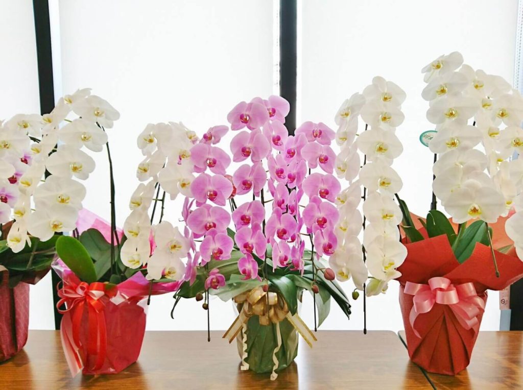 母の日の花に胡蝶蘭をプレゼント8選 人気の胡蝶蘭と花言葉を紹介 トレンドインフォメーション