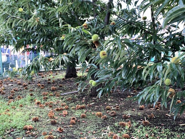 島田果樹園