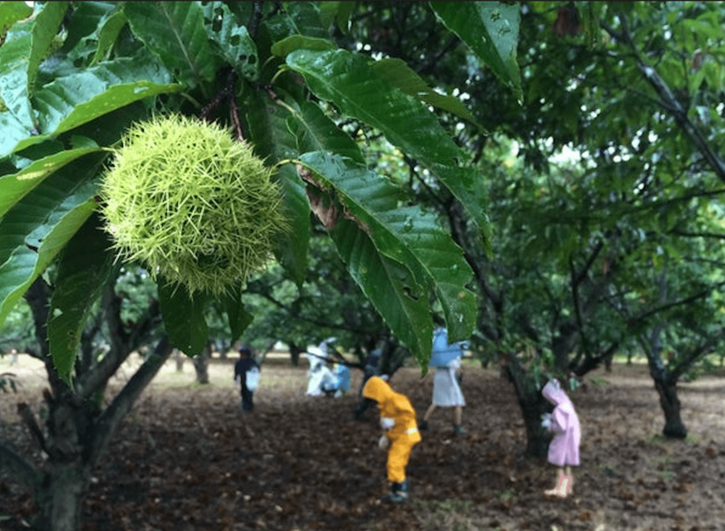 小山農園　栗拾いの様子