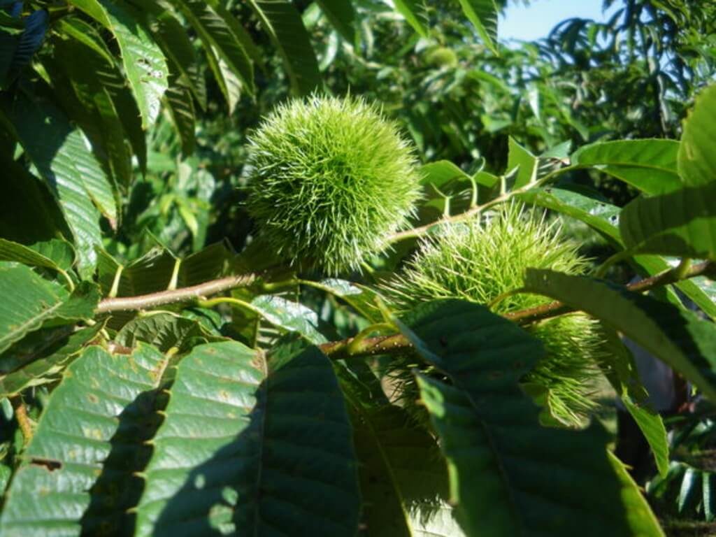 高野栗園