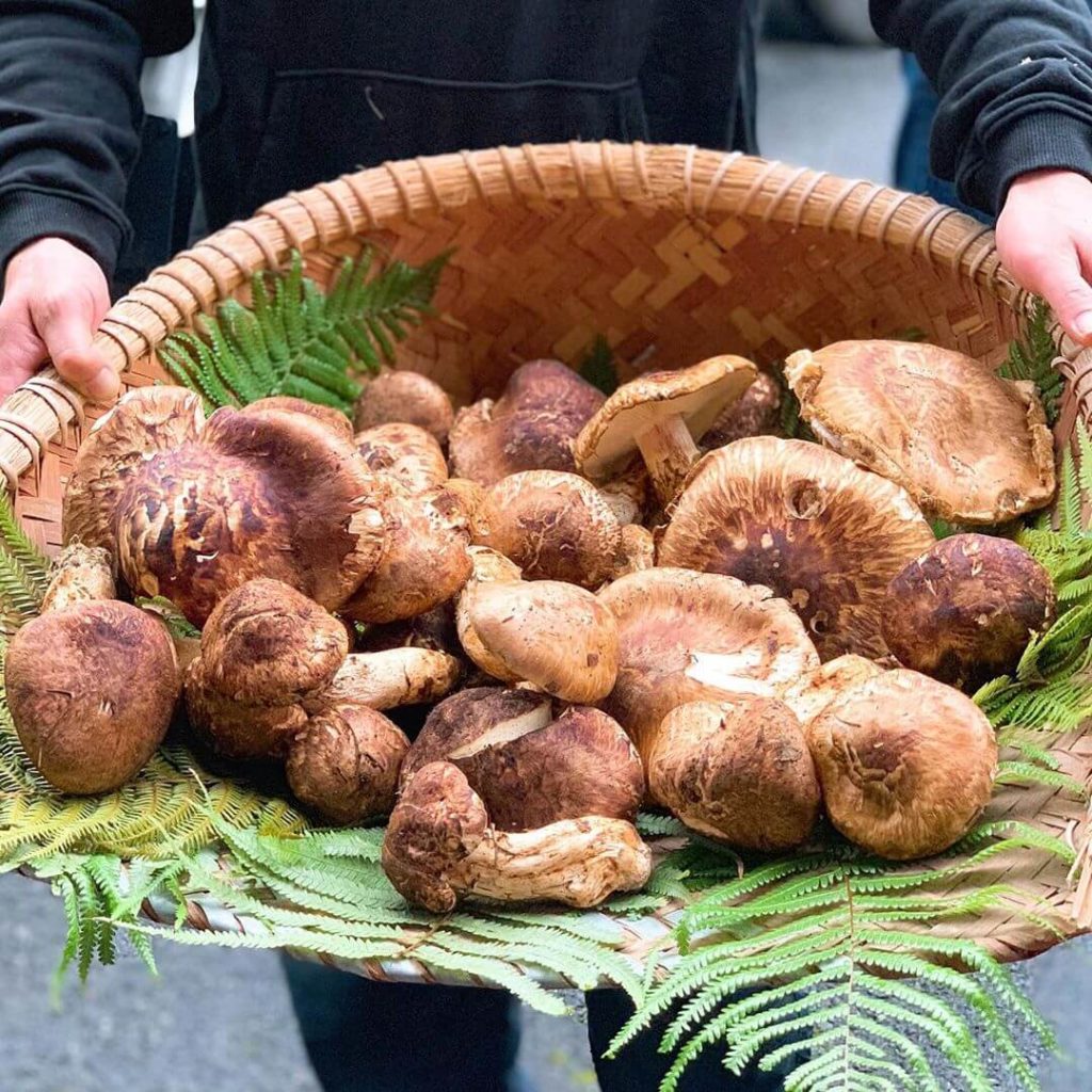 松茸狩りで採れた松茸