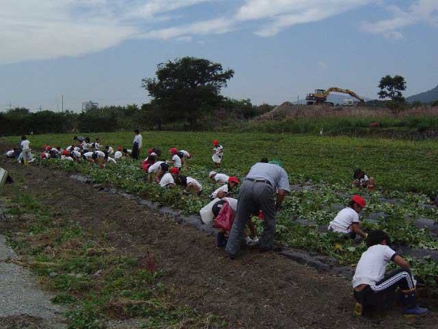 弥高観光いも園