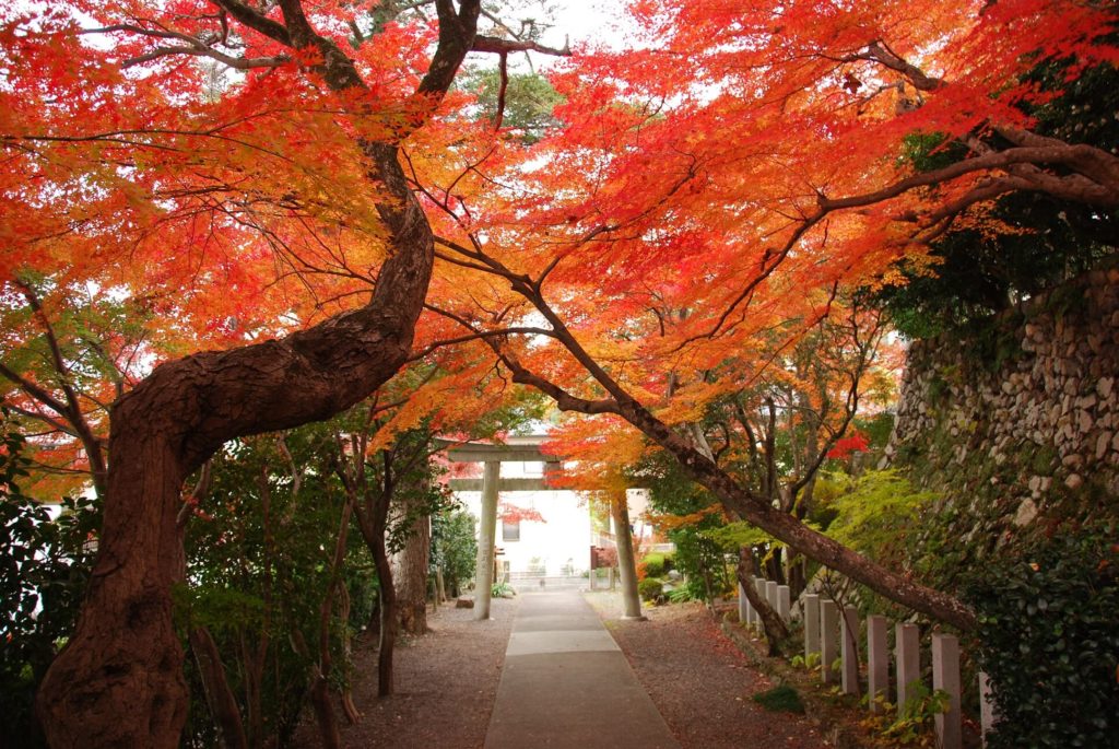 聖天宮 西江寺の紅葉