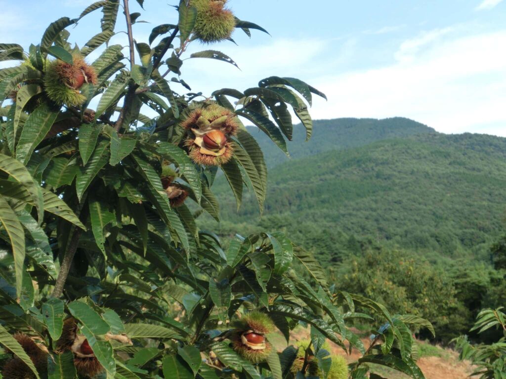 えな笠置山栗園