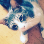 猫マスター 阿部恵子