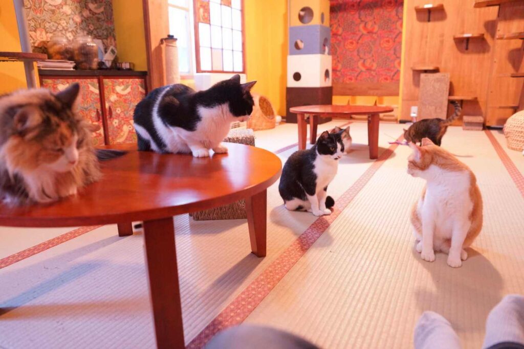 保護猫カフェ