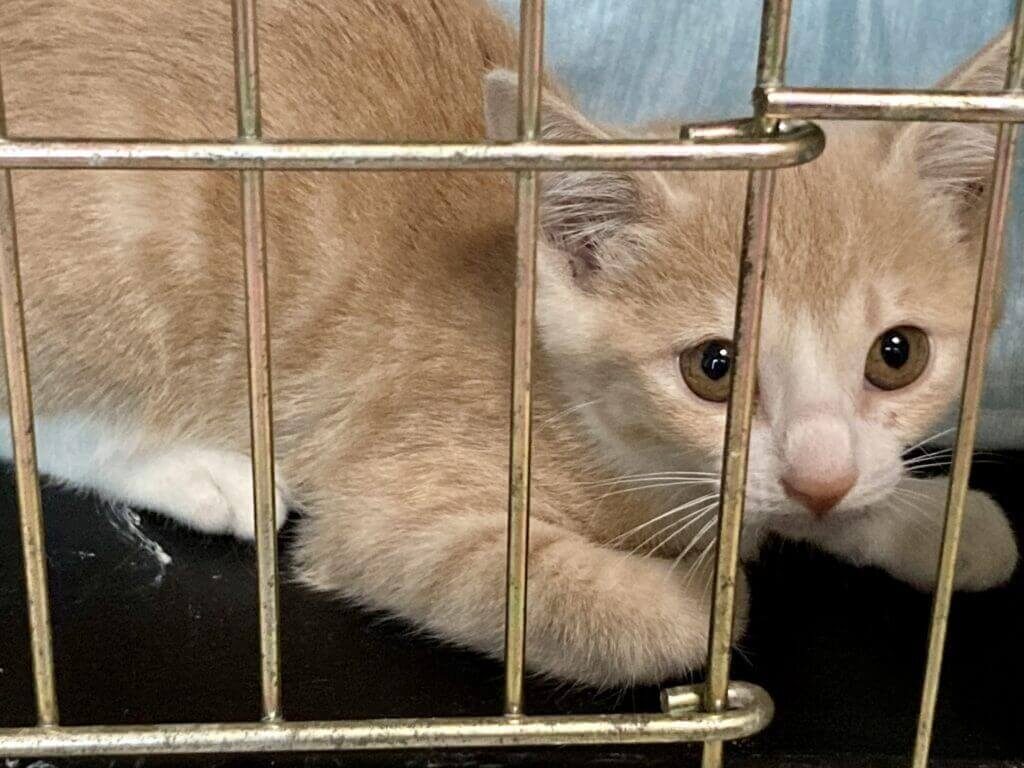 保護猫と出会うには?必要なアイテムって?譲渡会や保護施設への支援も紹介!