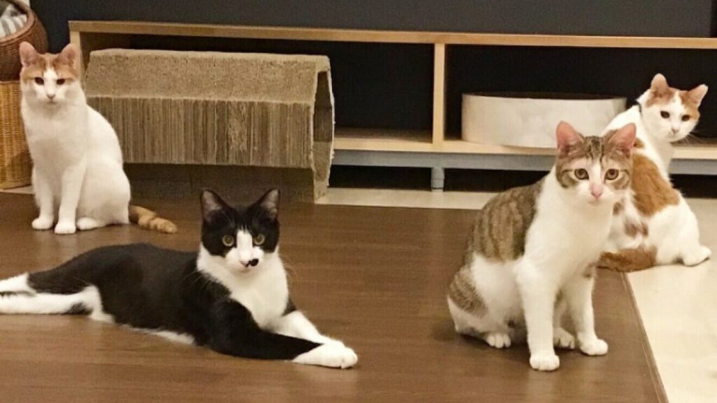 保護猫施設
